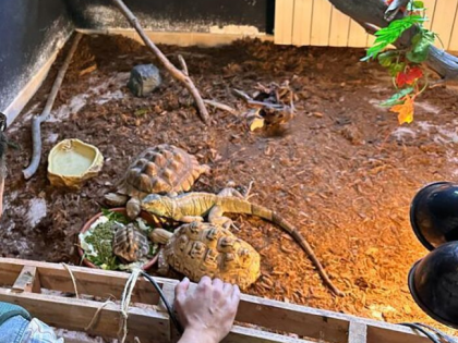 西班牙国民警卫队在假动物救助站查获472只受保护外来动物