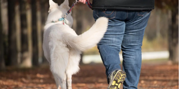 西班牙用DNA技术追踪宠物粪便责任人 未备案最高罚1500欧元