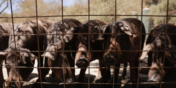 西班牙发现非洲猪瘟 三分之一猪肉出口许可被冻结