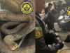 瓦伦西亚街头惊现巨蛇 一条长达三米的巨型“马赛蛇”竟藏身汽车引擎！