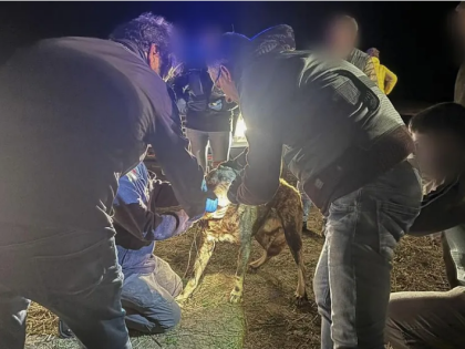遛弯女子遭多只牧羊犬攻击身亡，西班牙犬主被判入狱并赔偿25万欧元