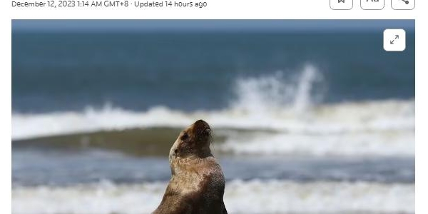 禽流感病毒蔓延 巴西南部近千只海豹和海狮死亡