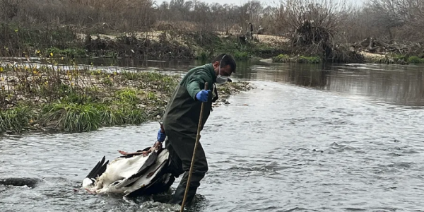 宠物弃养成隐患 马德里捕获多种外来动物保护生态