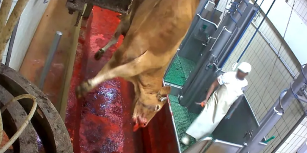 300头牲畜未收款引争议 马德里养殖户索赔13万欧指控诈骗