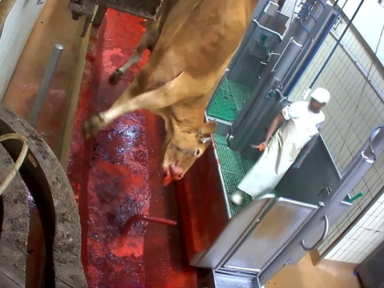 300头牲畜未收款引争议 马德里养殖户索赔13万欧指控诈骗