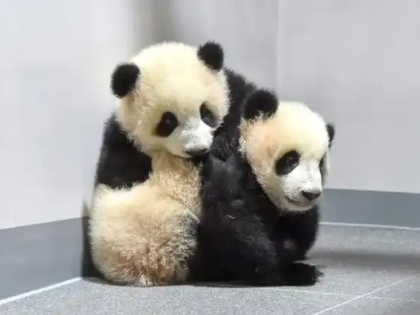 担忧受高市谬论影响，日本游客排长队参观大熊猫