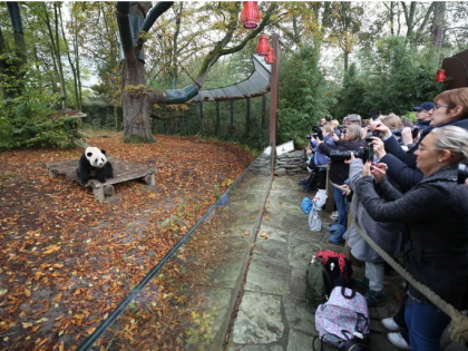 对华关系恶化 日民众担心“不再有熊猫”