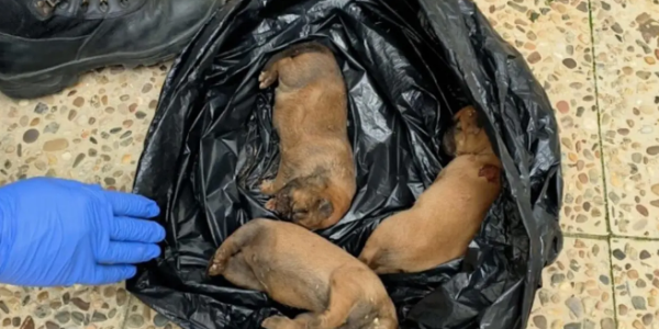 垃圾箱内发现7只幼犬 西班牙男子被警方调查