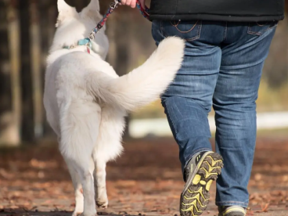 西班牙用DNA技术追踪宠物粪便责任人 未备案最高罚1500欧元